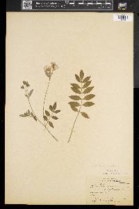 Polemonium reptans image