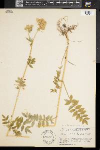 Polemonium vanbruntiae image