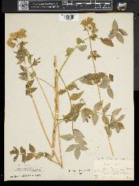 Polemonium vanbruntiae image