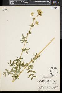 Polemonium vanbruntiae image