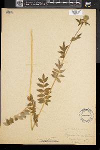 Polemonium vanbruntiae image