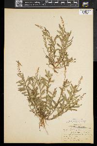 Polygala polygama image