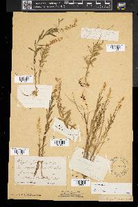 Polygala polygama image