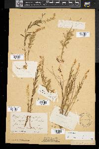 Polygala polygama image