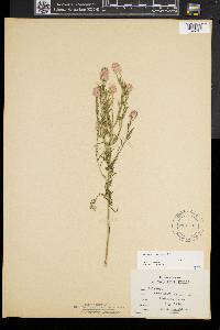 Polygala sanguinea image