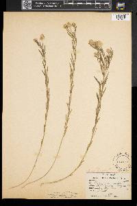 Polygala sanguinea image