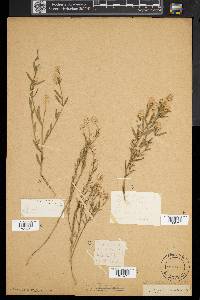 Polygala sanguinea image