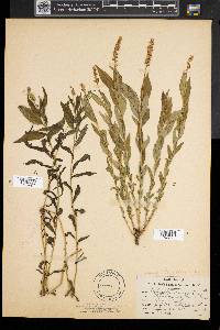 Polygala senega image