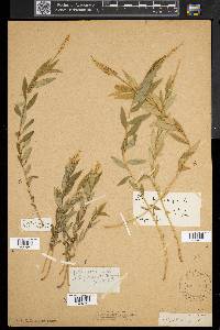 Polygala senega image