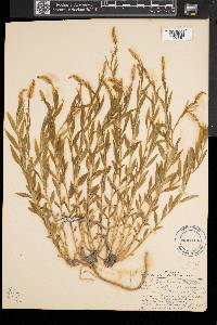Polygala senega image