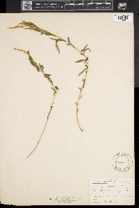 Polygala senega image
