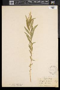Polygala senega image
