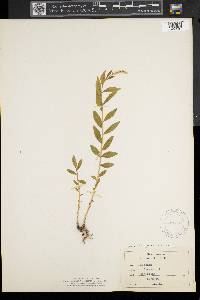 Polygala senega image