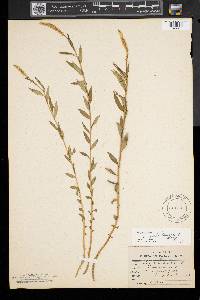 Polygala senega image