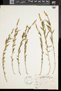Polygala senega image