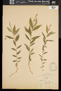 Polygala senega image