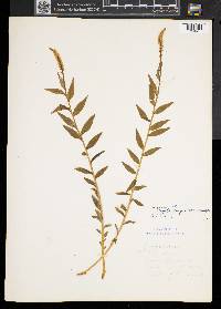 Polygala senega image