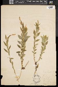 Polygala senega image