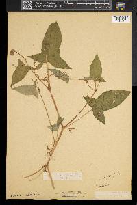 Persicaria arifolia image