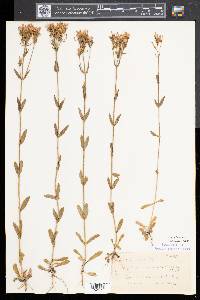 Centaurium erythraea image