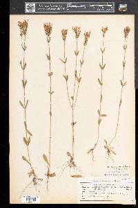 Centaurium erythraea image