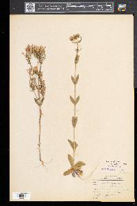 Centaurium erythraea image