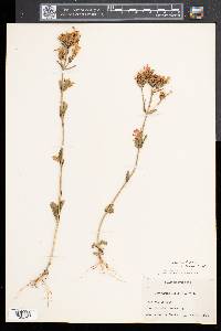 Centaurium erythraea image