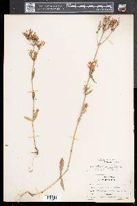 Centaurium erythraea image