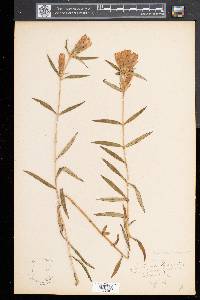 Gentiana linearis image