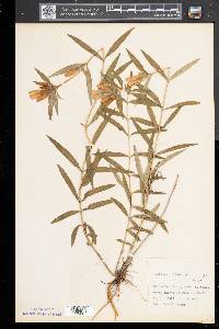 Gentiana linearis image