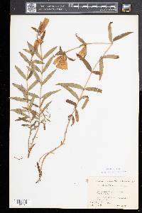 Gentiana linearis image