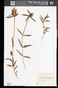 Gentiana linearis image