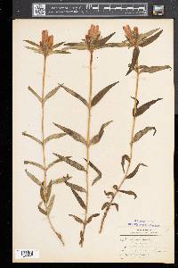 Gentiana linearis image