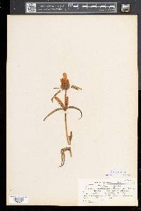 Gentiana linearis image