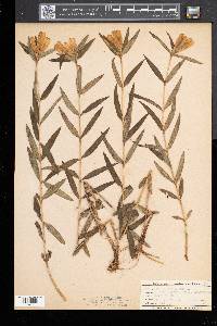 Gentiana linearis image