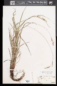 Carex virescens image