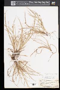 Carex willdenowii image