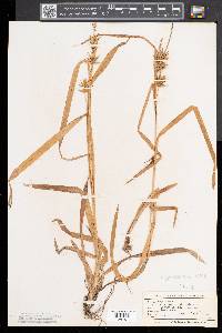 Carex folliculata image