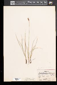 Carex scirpoidea image