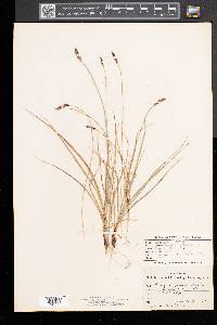 Carex scirpoidea image