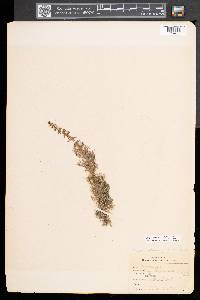 Myriophyllum heterophyllum image