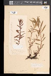 Proserpinaca palustris image