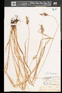 Carex laevivaginata image