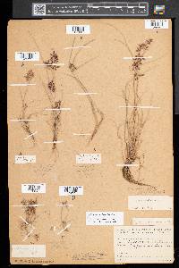 Cyperus bipartitus image