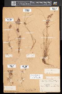 Cyperus bipartitus image