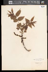 Juglans cinerea image