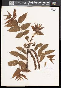 Juglans cinerea image