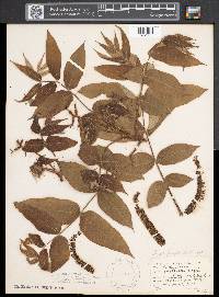 Juglans cinerea image