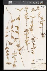 Clinopodium vulgare image