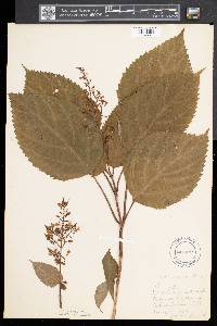 Collinsonia canadensis image